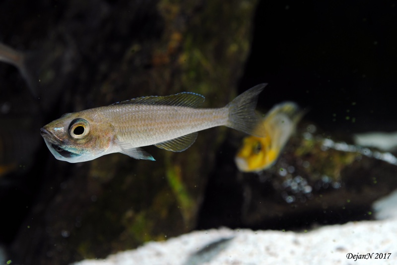 Cyprichromis leptosoma 'Malasa'